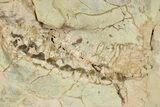 Fossil Oreodont (Eporeodon) Skull - South Dakota #281481-1